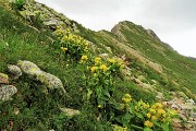 PIZZO ZERNA (2572 m) dalla Valsambuzza con Laghettii di Caldirolo il 24 luglio 2016  - FOTOGALLERY